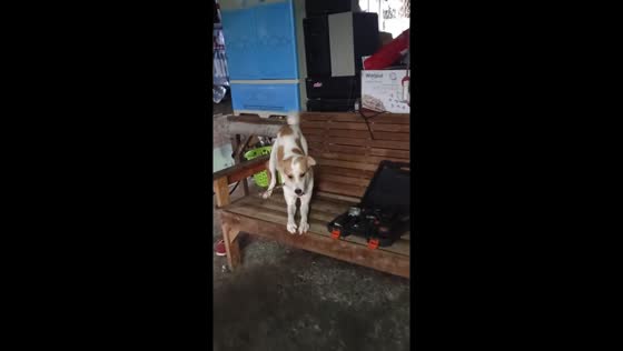 Rescued stray 'Mickey' shakes his booty: heartwarming dance of joy in Marikina City