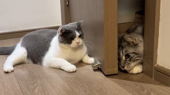 Cats have playful standoff through door in Zhejiang, China
