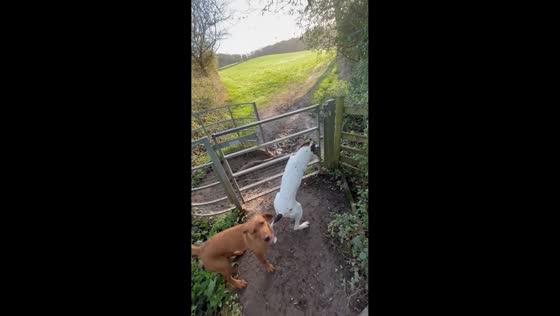 Excited dogs spin and jump at gate before walk in Worcestershire, England, UK