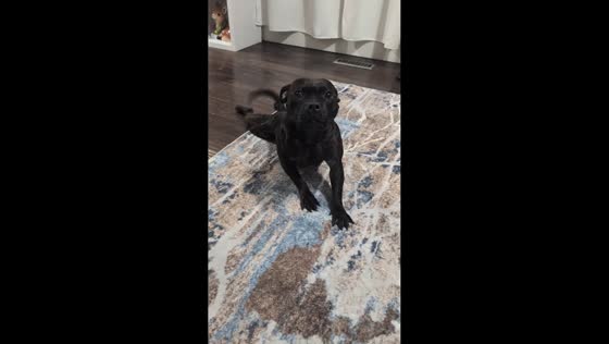 Pet dog makes funny stretching noises on the rug in Alberta, Canada