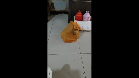 Kitten wriggles in net bag in Hubei, China