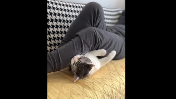 Cat bites person after repeated disturbance while trying to sleep, Jiangsu province, China