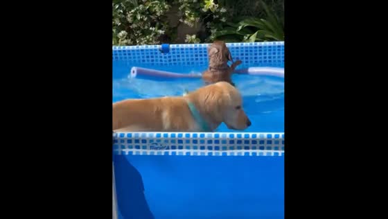 Dogs enjoy pool time in Pigüé, Argentina