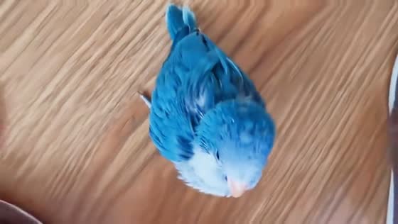 Blue monk parakeet chirps and follows owner in Heilongjiang, China