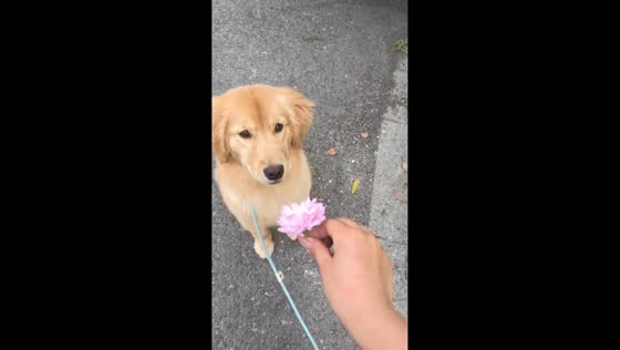 Golden retriever eats cherry blossom in Anhui, China