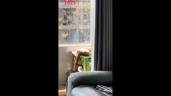 Cat repeatedly misses biting teasing tail in Jiangsu, China