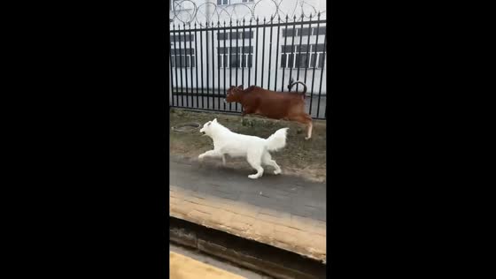 Samoyed dog races cow in unexpected roadside sprint in Hainan, China