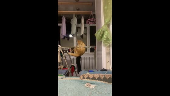 Cat displays acrobatic balance on drying rack in Heilongjiang, China