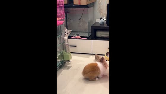 Clever rabbit escapes cage in Hebei, China