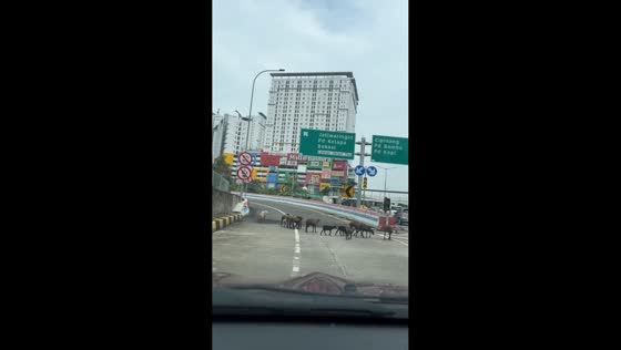  Goats block the path on Bacakayu toll road in East Jakarta, Indonesia