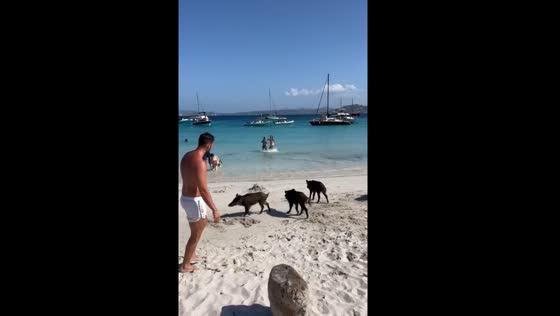 Wild pigs roam Sardinian beach