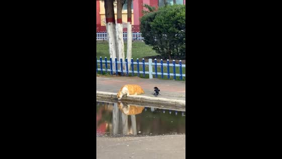 Magpie repeatedly pecks cat while it drinks from a puddle in Hebei, China