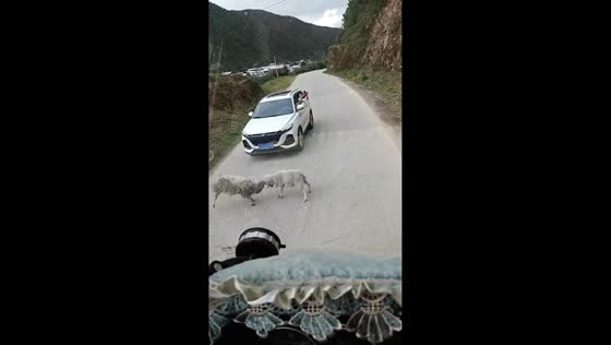 Head-butting sheep cause traffic jam in Yunnan, China