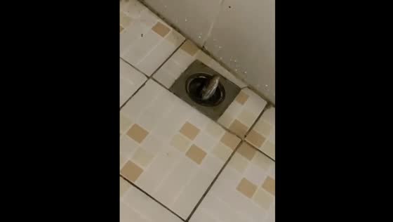 Python surprise: found a snake in a shower filter in Bali