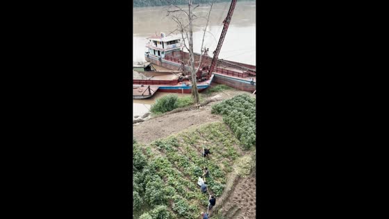 Tree falls onto anchored boat after people pull it down in Chongqing, China