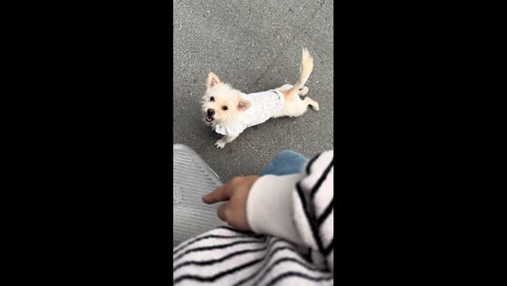Stubborn dog slides its back legs while walking in Guangdong, China