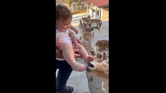 Grandpa introduces baby bliss to friendly deer outside home