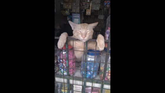 Cat sleeps through customer visit in Taytay store