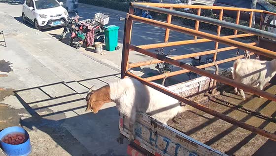 Goat escapes truck and runs across road in Shandong province