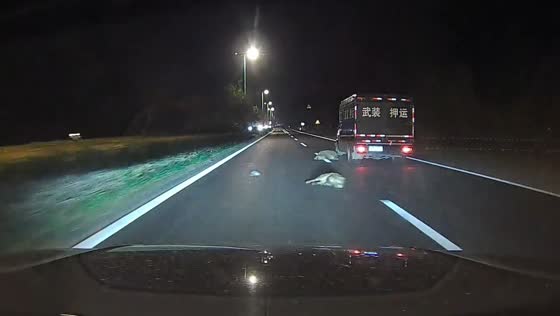Truck hits pigs crossing road in Jiangsu, China