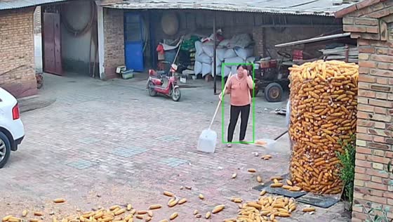 Mesh corn storage collapses while people organize corn in Hebei, China