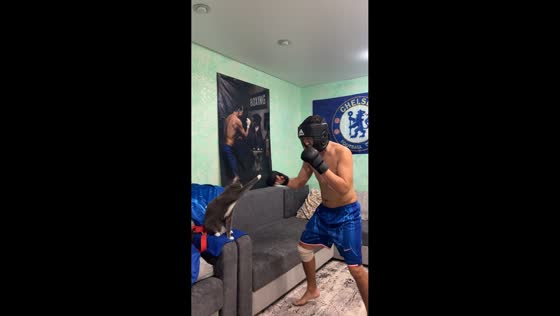 Cat becomes playful sparring partner in Bukhtarma, Kazakhstan