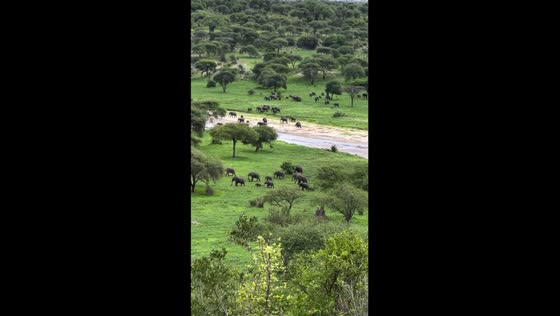Elephant extravaganza: massive herd descends on Tarangire Safari Lodge