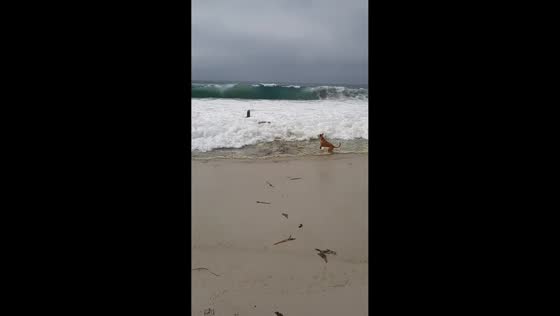 Dog playfully interacts with seal at Carmel Beach — California, USA