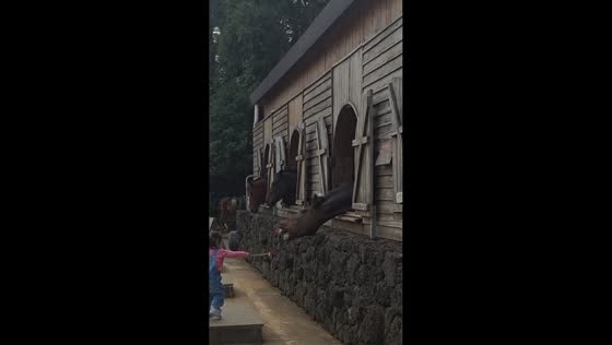 Horse hilariously reaches for a carrot from a child's stick in Taiwan