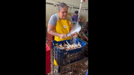 Worker shows expert cassava peeling skills in San Carlos, Costa Rica