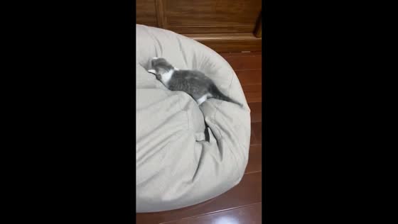 Kitten leaps onto bean bag and playfully stays in Zhejiang, China