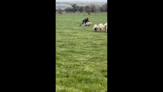 Woman rescues stranded sheep by the roadside in Ashbury, England, UK