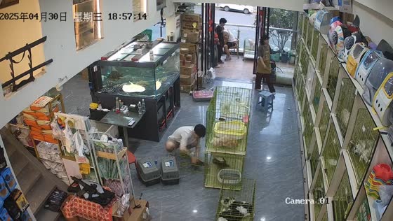 Man struggles to keep kittens in cage at pet shop in Chongqing, China
