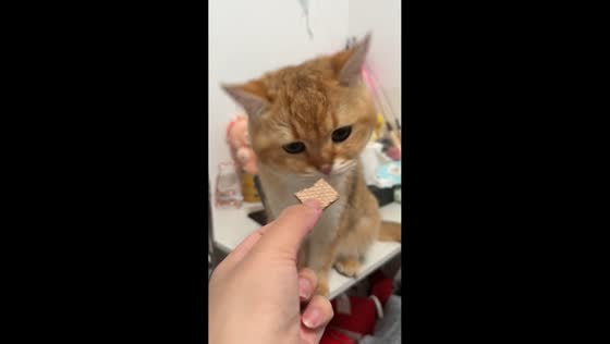Kitten adorably rejects food in Shanghai, China