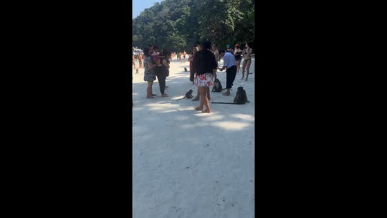 Monkey business in Phi Phi Island: interaction and aggression