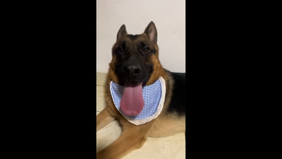 German Shepherd cools down after walk in Hunan, China