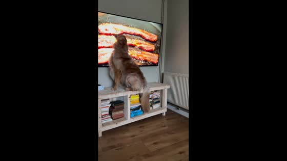 Dog tries to lick bacon off TV screen in London, England