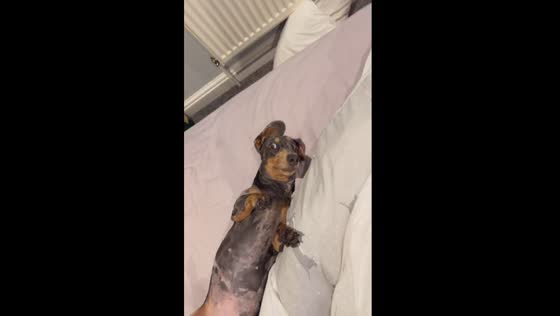 Whodunit: The case of the spilt drink and the suspicious dog in Warrington, UK