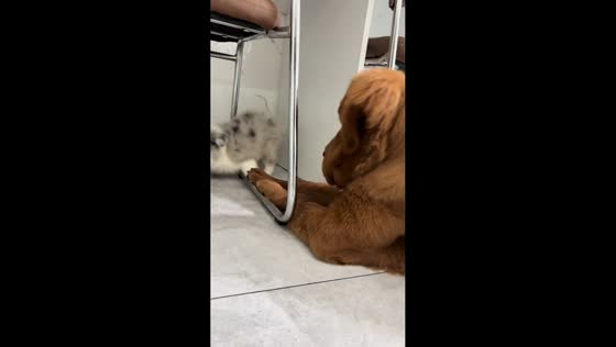 Playful puppy gets slapped by big dog in Jiangsu, China