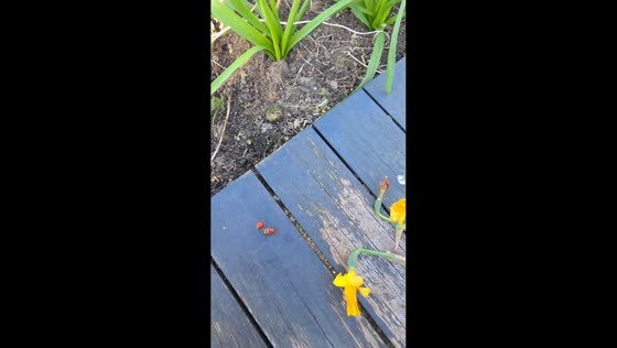 Ladybugs form “train” while crawling on wooden plank in London, UK