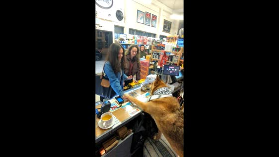 Major the dog greets customers and friends for treats