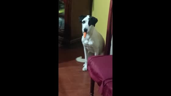 Dog caught after stealing carrot in Santiago, Chile