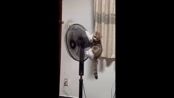 A feline adventure from table to fan in Ho Chi Minh City