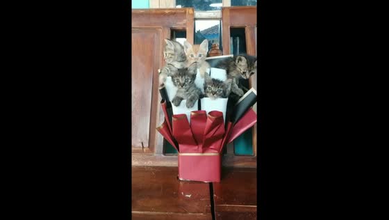 Kitten bouquet: Boyolali kittens get purrfect photo op