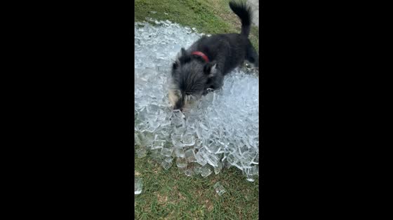 Miniature Schnauzer enjoys surprise ice bath in Greenville, North Carolina, USA