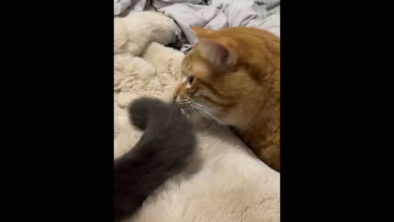 Orange cat playfully chases another cat’s tail in Jiangsu, China