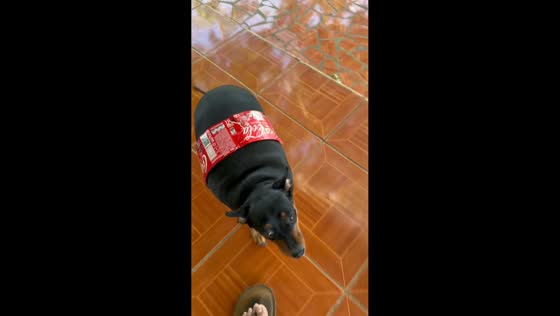 Chubby dog with a Coca-Cola label in San Rafael del Sur, Nicaragua
