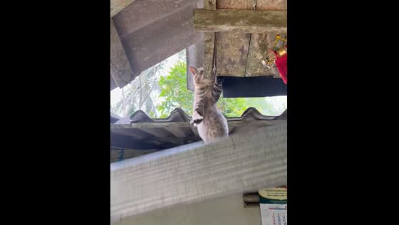 Cat falls from roof after iron sheets slip in Thailand
