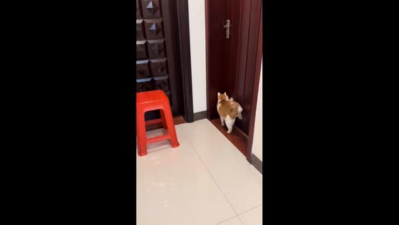 Smart cat Beibei knocks on door with back paw in Guangxi, China
