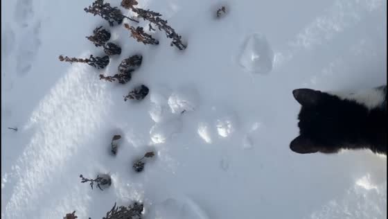 Curious pets follow mole’s trail in Vinnytsia, Ukraine